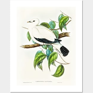 Torres Strait Fruit Pigeon Posters and Art